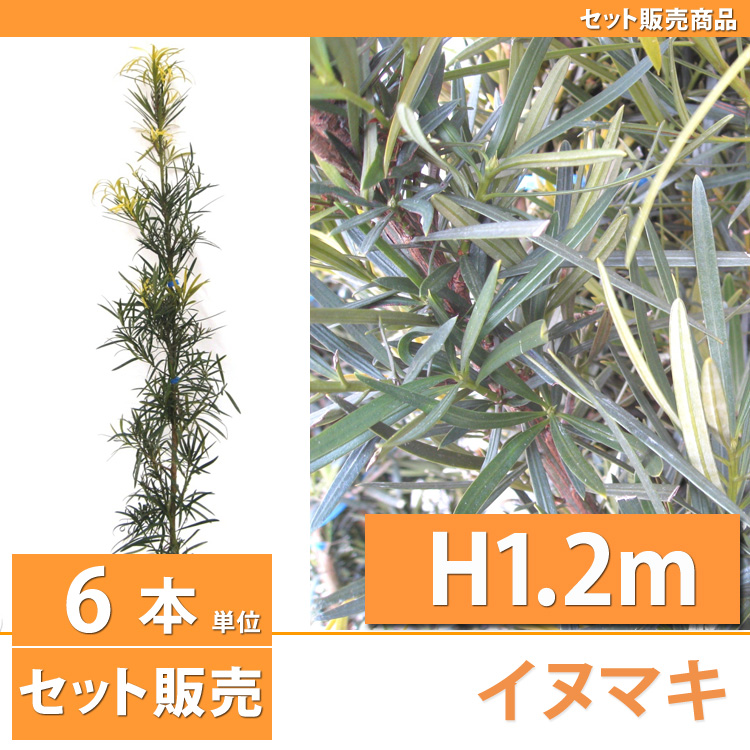 常緑樹 イヌマキ　槇　植木　3m50cm 三重 常緑樹 イヌマキ 槇 植木 3m50cm 三重