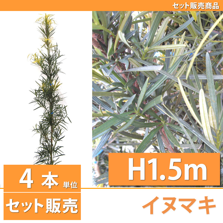 イヌマキ　犬槇　生垣　苗