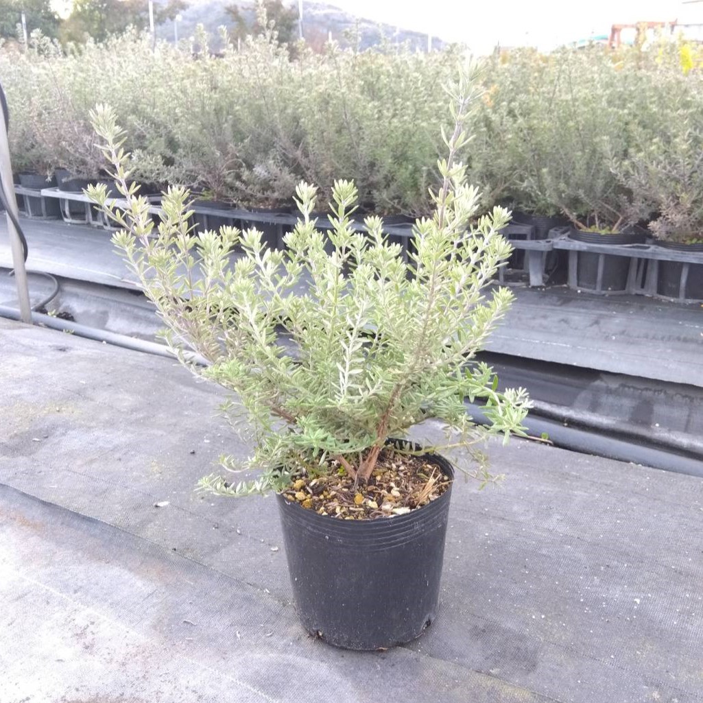 ウエストリンギア （オーストラリアン ローズマリー）