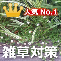 ripia リピア　リッピア　姫イワダレソウ　岩垂草