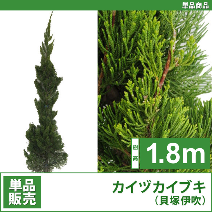 カイヅカイブキ （貝塚伊吹） 1.8～2.0m 6本セット