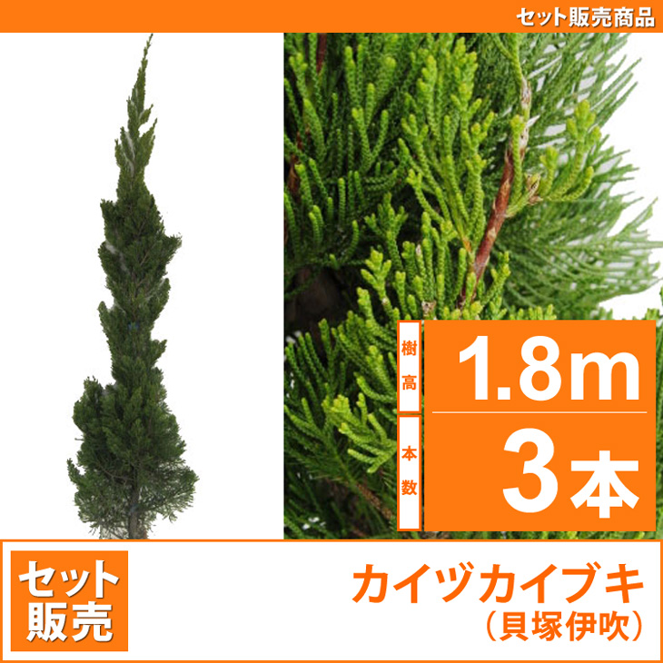 カイヅカイブキ （貝塚伊吹） 1.8～2.0m 6本セット