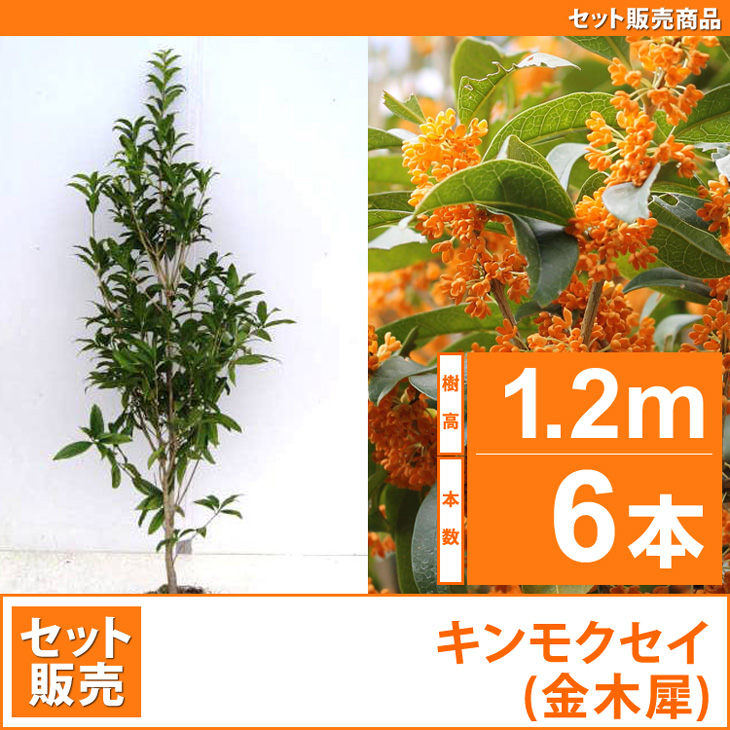 【限定1名様】　金木犀　キンモクセイ　バラ売り可能 キンモクセイ （金木犀）