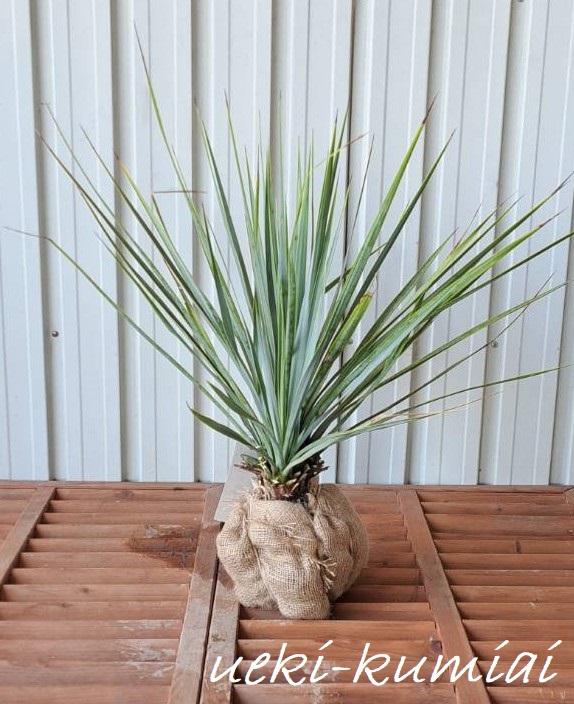 ユッカ　リギダ　植木組合