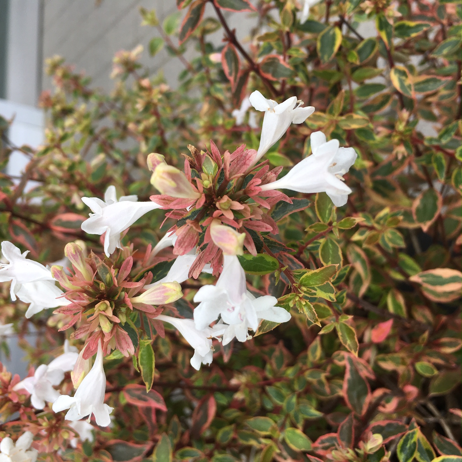 アベリア サンシャインデイドリーム R 業者仕入向け