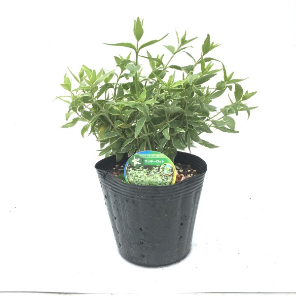 ラッキーロッド　アベリア　植木組合