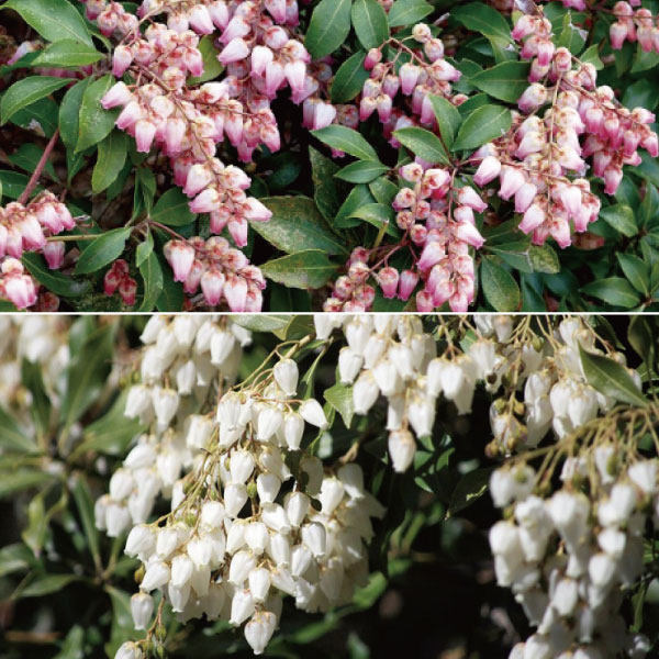 アセビ （馬酔木） 【業者仕入向け】