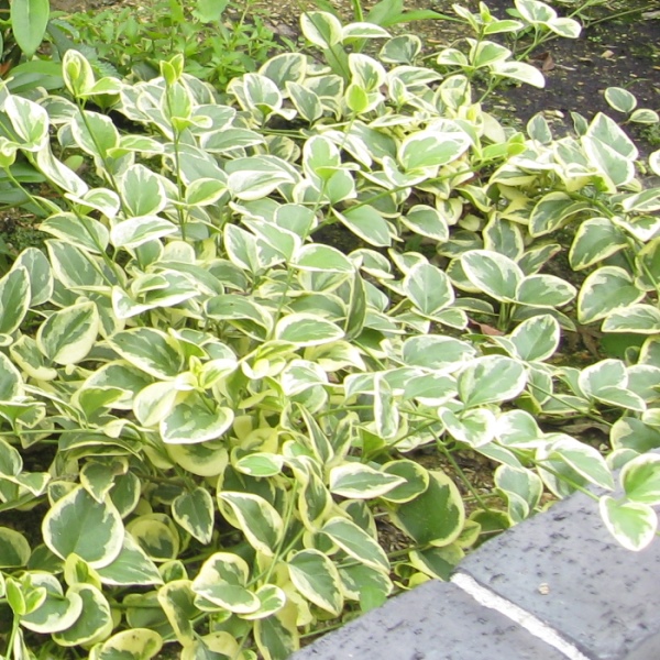 植物地獄様　レイヴン / マクラータ斑入り　葉挿し1枚 植物地獄様 レイヴン / マクラータ斑入り 葉挿し1枚 植物地獄様