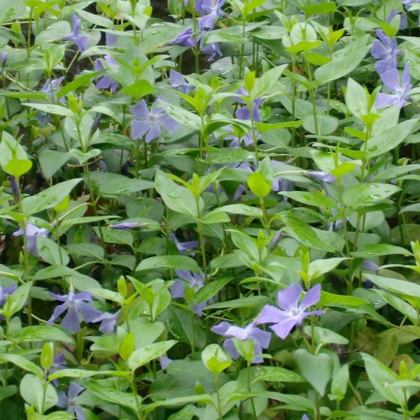 ツルニチニチソウ　日々草　ビンカマジョール　苗