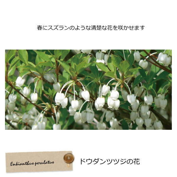 たくなりさん専用　アオバナハイノキ　/15 と　ドウダンツツジ　セット たくなりさん専用 アオバナハイノキ /15 と ドウダンツツジ セット