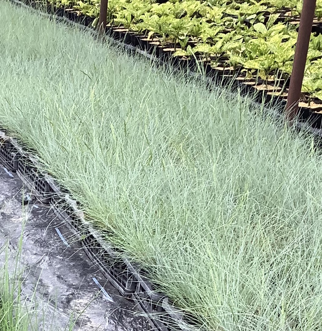 フェスチュカグラウカ　植木組合