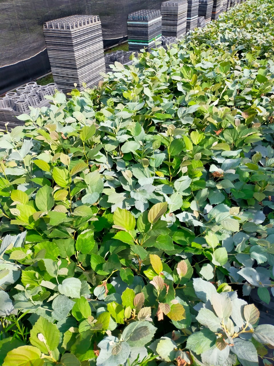 フォッサギラ　ブルーシャドウ　ブルーシャドー　シロバナマンサク　植木組合