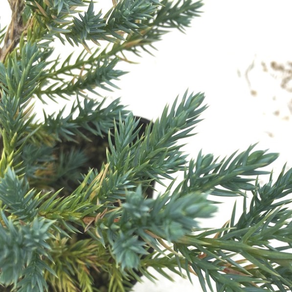 ニイタカビャクシン ブルーカーペット　コニファー　這性