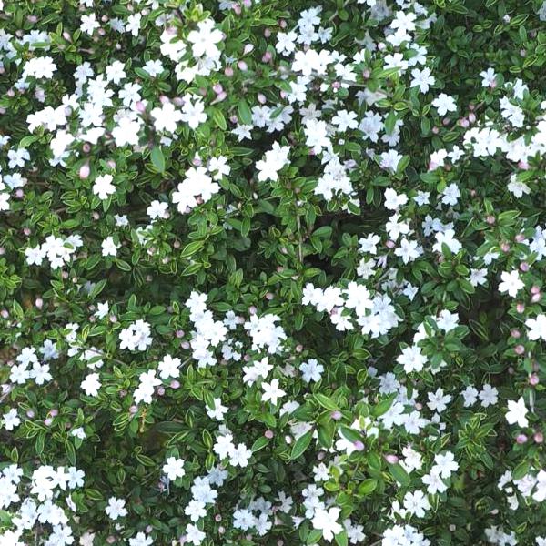 ハクチョウゲ 白丁花