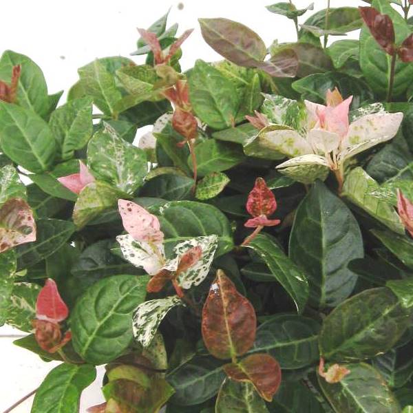 ハツユキカズラ　（初雪カズラ）　苗