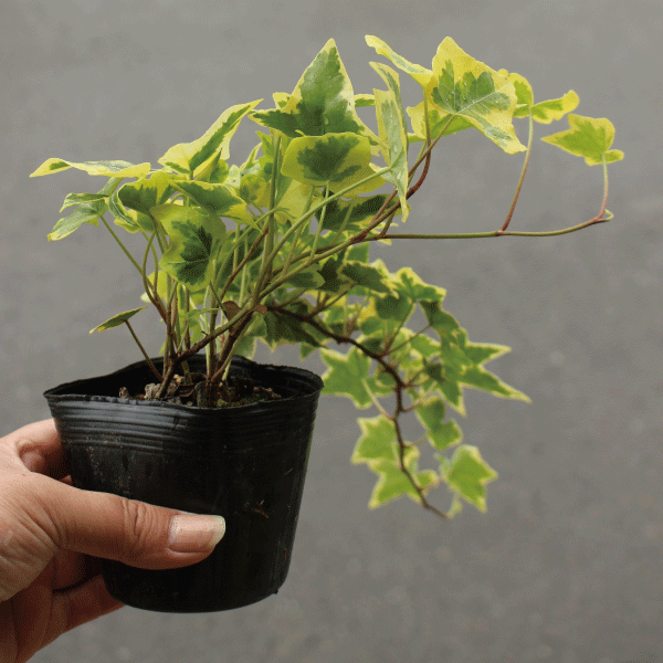 ヘデラ　アイビー　ゴールドチャイルド　