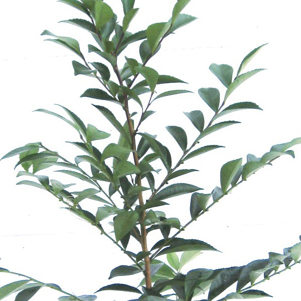 ヒサカキ （ビシャコ）