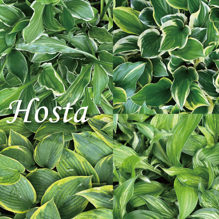 ギボウシ ホスタ 苗 斑入り葉