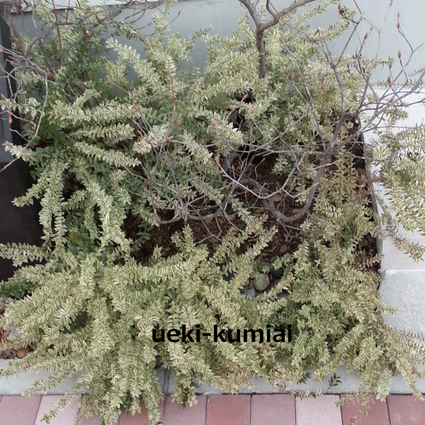 フイリギンバイカ　大株　（銀梅花・斑入りマートル・ミルタス・ヴィーナスの木）　高さ約50ｃｍ　24ｃｍ地中バッグ入り