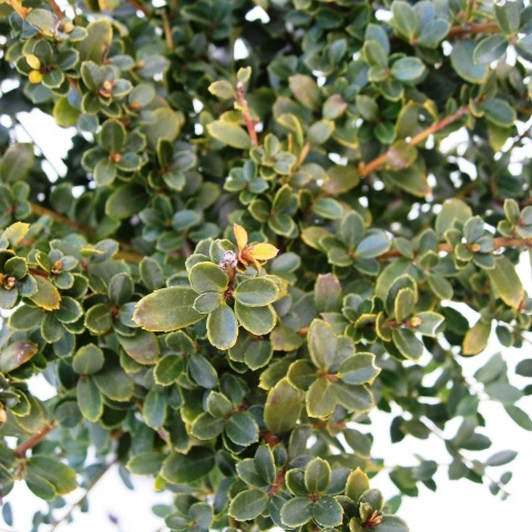 イヌツゲ　ヒレリー　