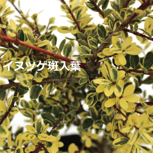 イヌツゲ　犬柘植　貴婦人　斑入り　フイリ