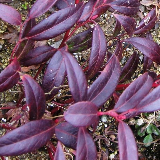 岩南天　アキシラリス　イワナンテン