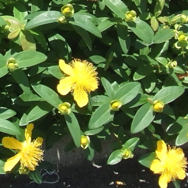 ヒペリカム　カリシナム　苗