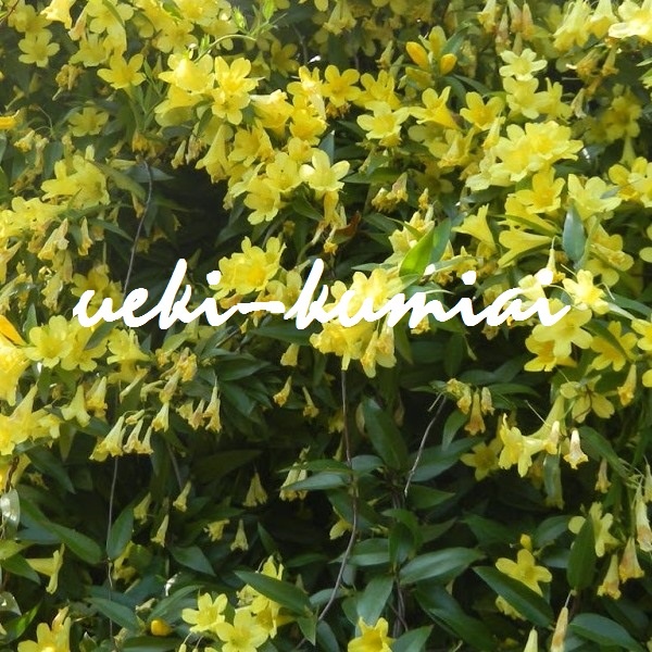 カロライナジャスミン