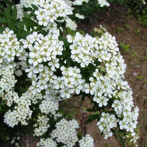 こでまり　コデマリ　