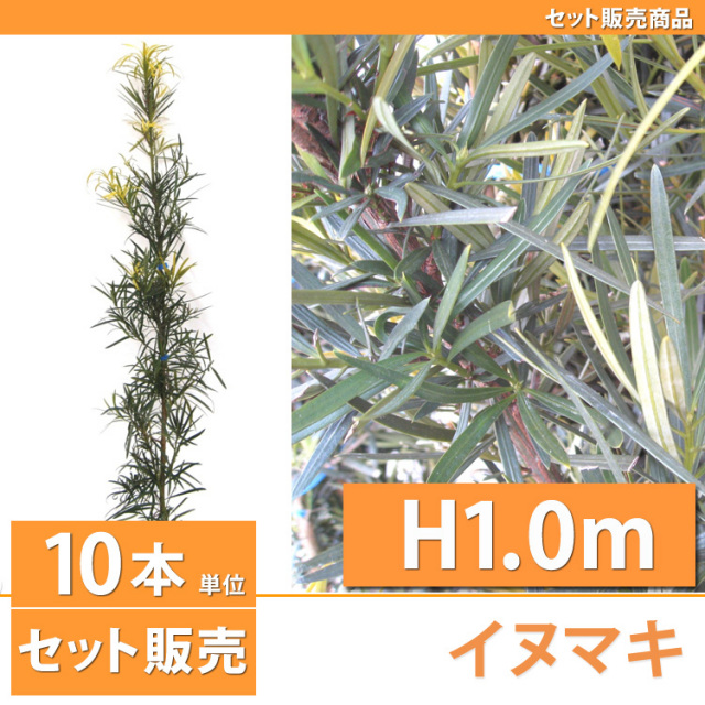 イヌマキ （犬槇）