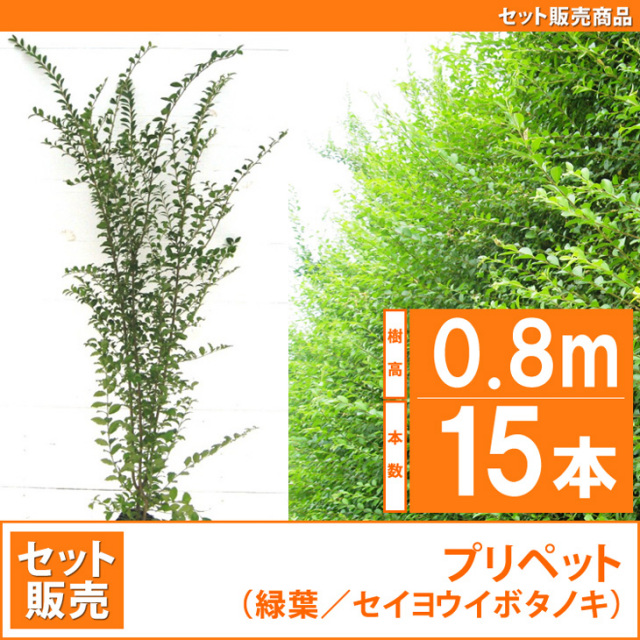 haie-troène-brise-vue-coupe-vent-vert-conseils-plantation-entrtient