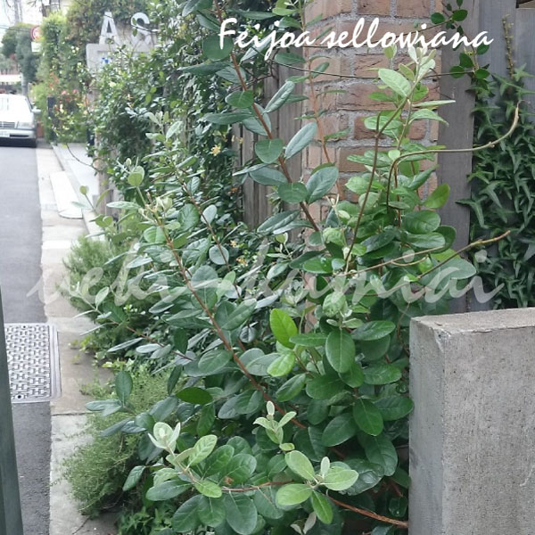 <img src="https://www.j-greenbtb.net/pic-labo/12029feijyoa2.jpg" alt="フェイジョア　フェイジョアの木　樹木　植木　苗">