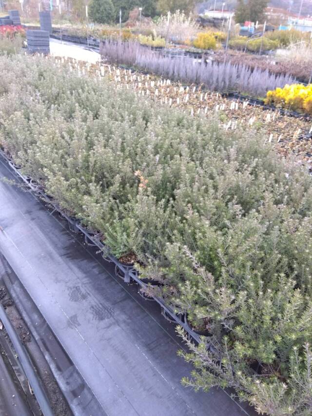 ウエストリンギア白花