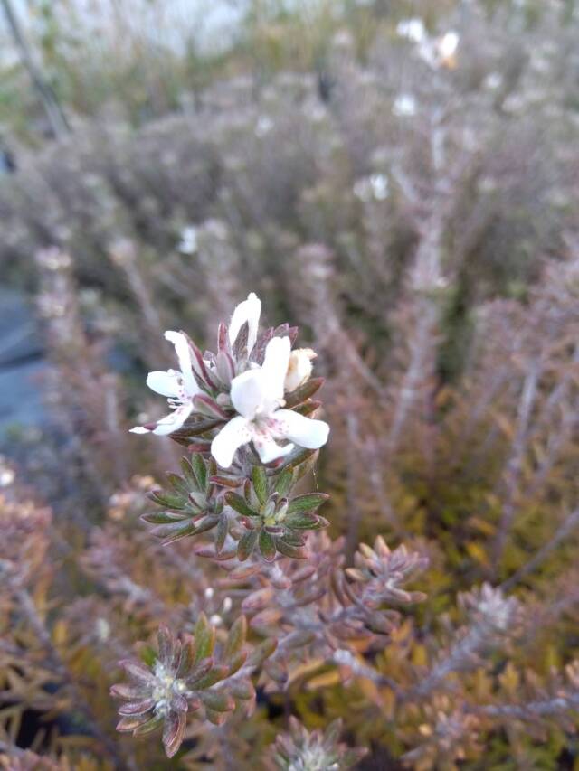 ウエストリンギア白花