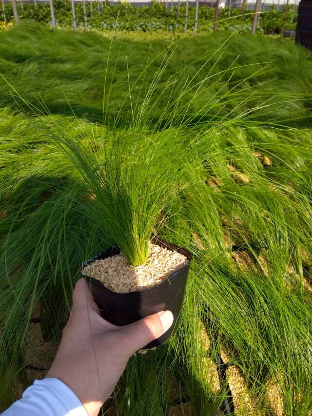 スティパ　植木組合