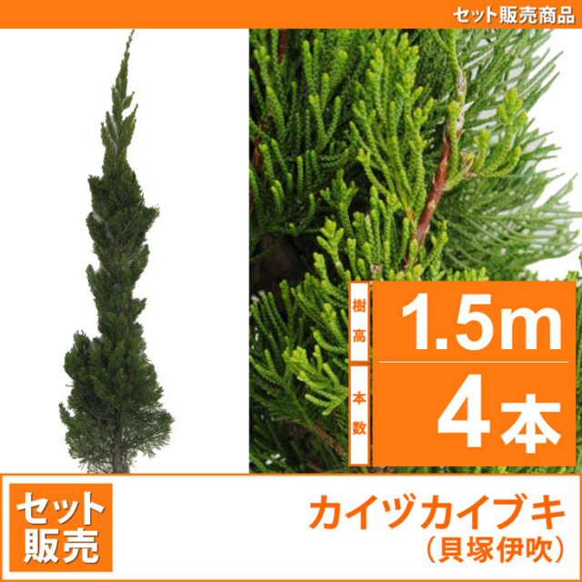 貝塚伊吹木製昆虫止まり木 約65cm 貝塚伊吹木製昆虫止まり木 約65cm 【公式通販】