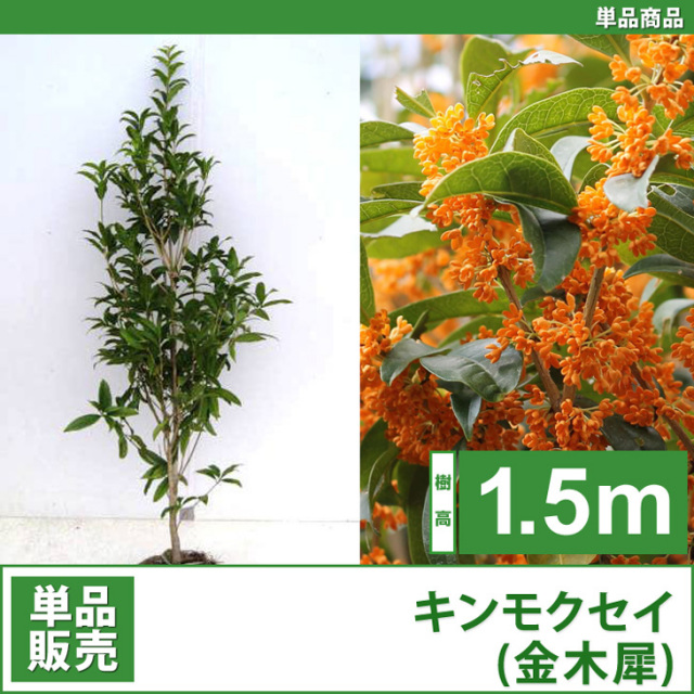 キンモクセイ （金木犀）