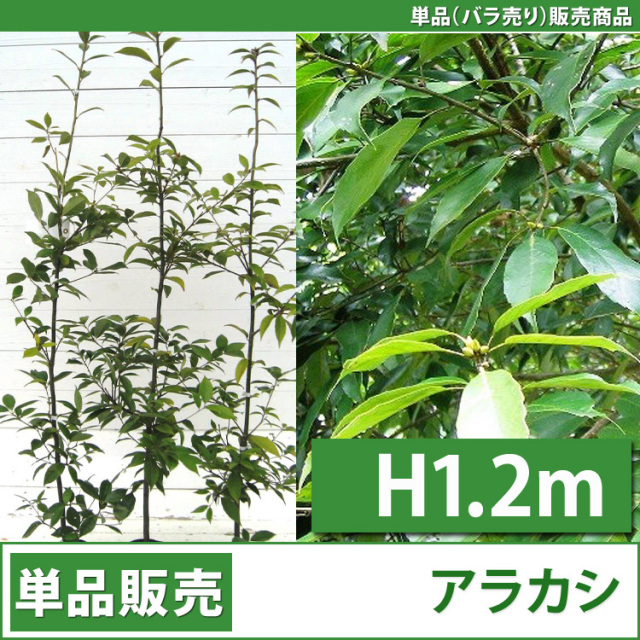 シラカシ （白樫）