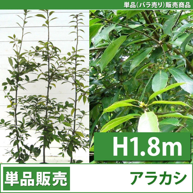 白樫 シラカシ