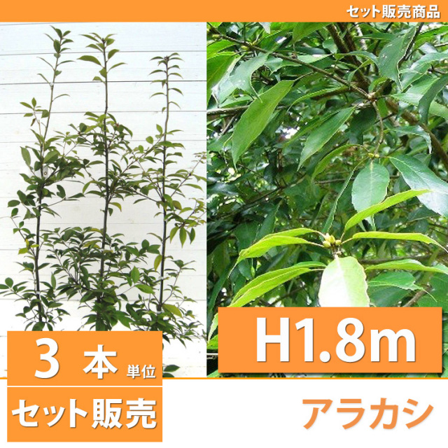 白樫 シラカシ
