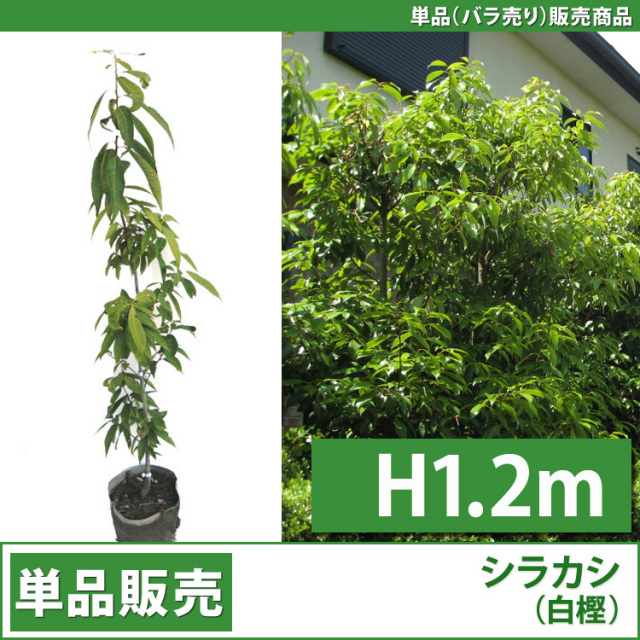 白樫巨木❗️珍しい大きさ‼️ 白樫巨木❗️珍しい大きさ‼️ 楽天市場】シラカシ（白樫） 単木 樹高