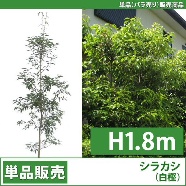 薪用　シラカシ　　有料 白樫（シラカシ）で薪作り | らしくね｜ログハウスでのんびり暮らす