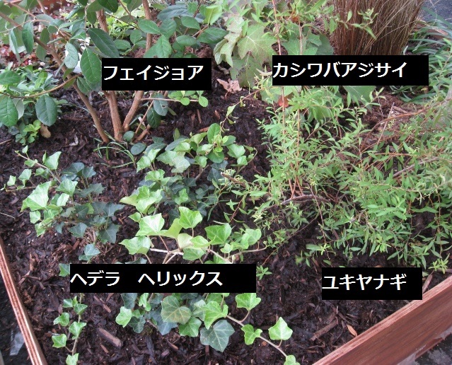 ヘデラ　ヘリックス　ヘリクス　フェイジョア　カシワバアジサイ　ユキヤナギ