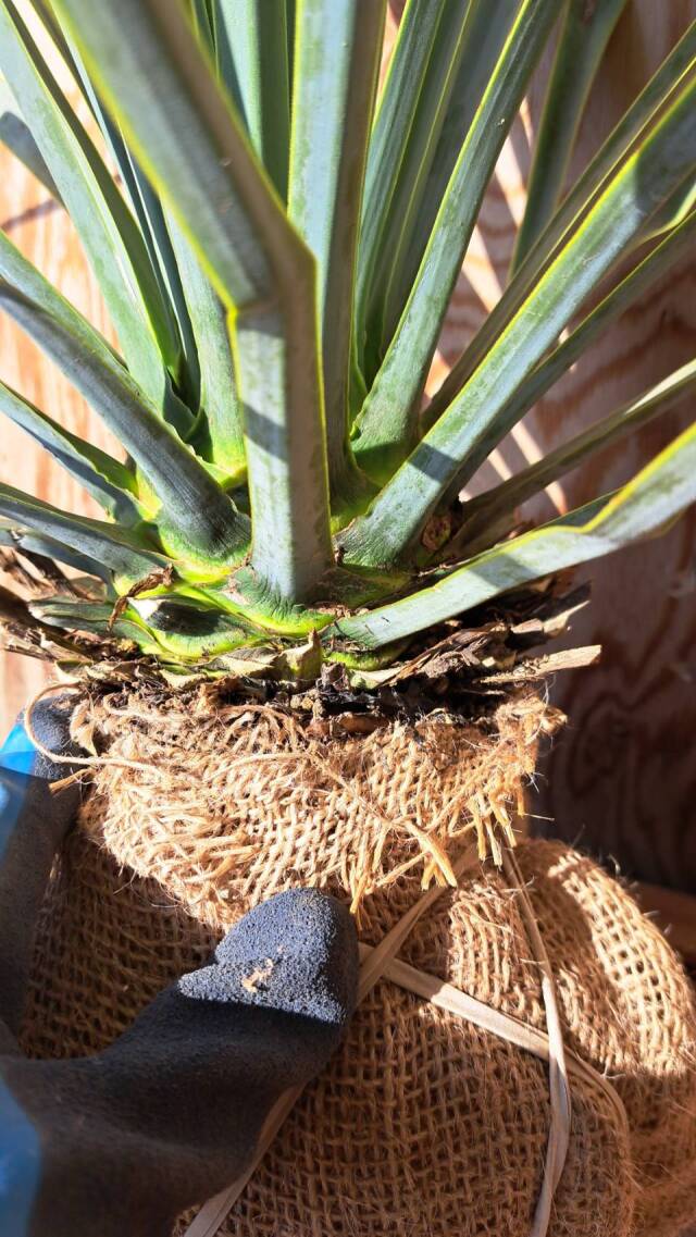 ユッカ　リギダ　植木組合
