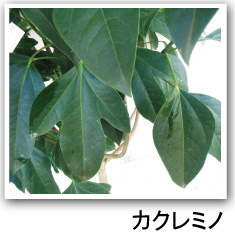 カクレミノ　株立ち　坪庭　日陰