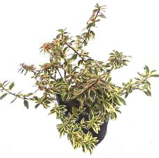 アベリア　コンフェッティー　コンフェッティ