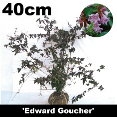 アベリア　赤花　エドワードゴーチャ