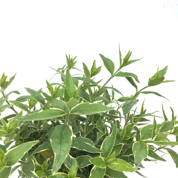 ラッキーロッド　アベリア　植木組合
