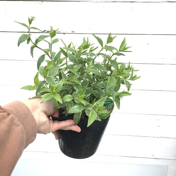 ラッキーロッド　アベリア　植木組合