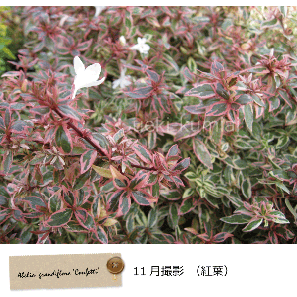 アベリア　コンフェッティー　斑入りアベリア